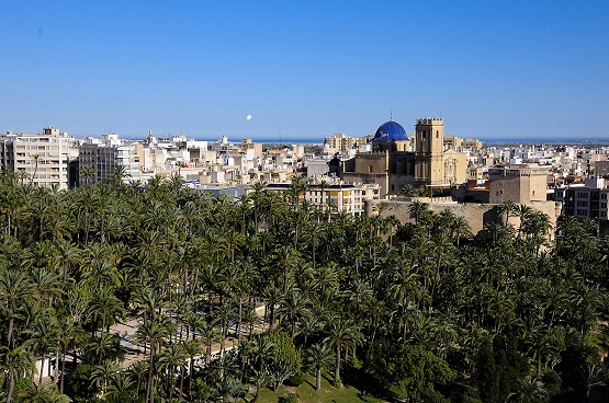 panoràmica del palmerar d'Elx en la qual s'albira també en el fons edificis i la cúpula de la Basílica de Santa María