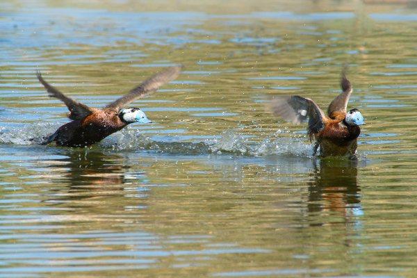 charca-con-aves-nadando-el-clot-de-galvany