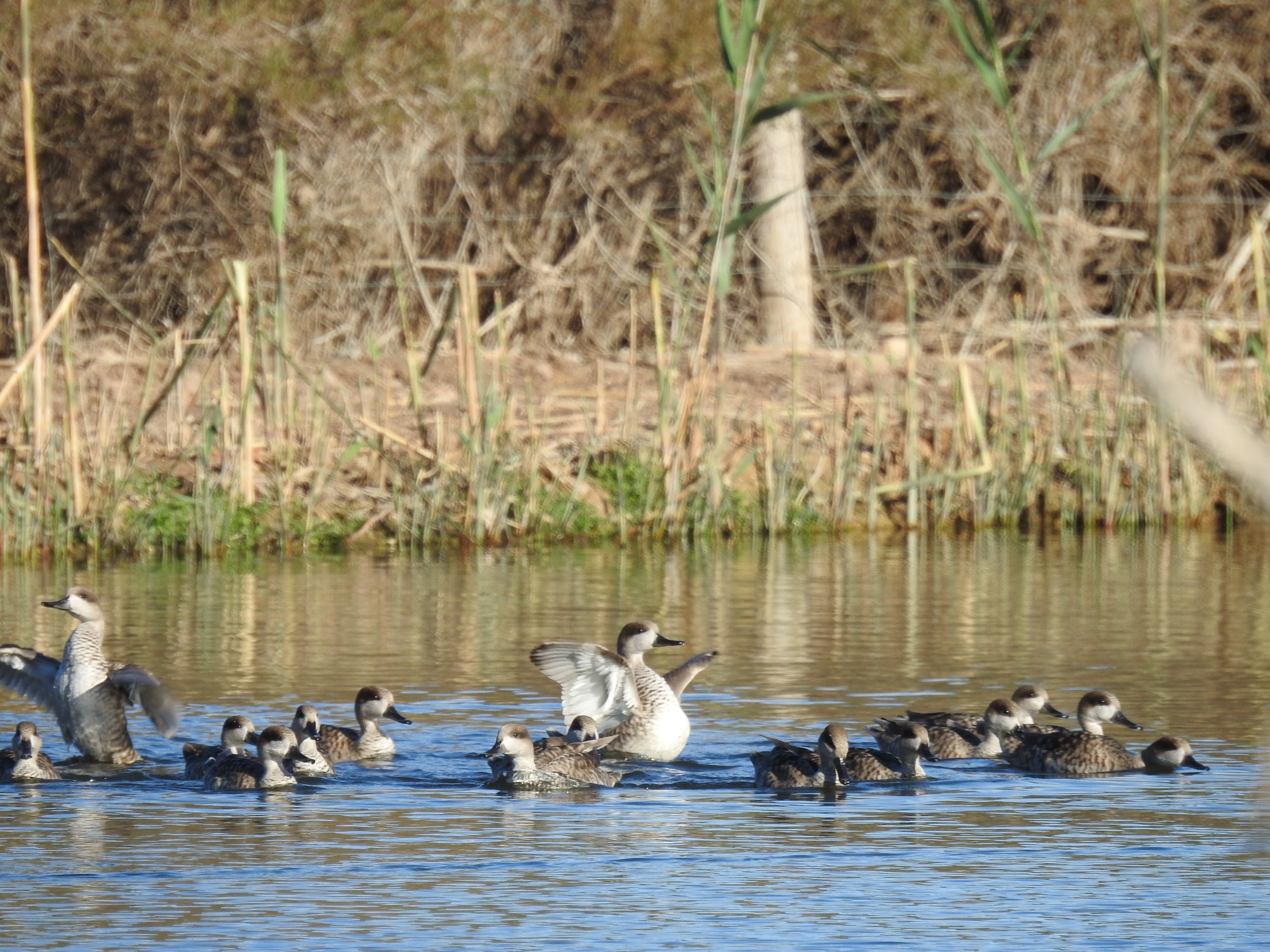 Ejemplares de Cerceta Pardilla en aguas del Clot de Galvany